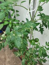 팜모닝 토마토·병해충상담 게시글 이미지