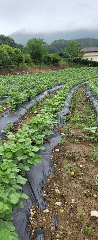 이오성님의 들깨 · 영농일지 작성글 사진