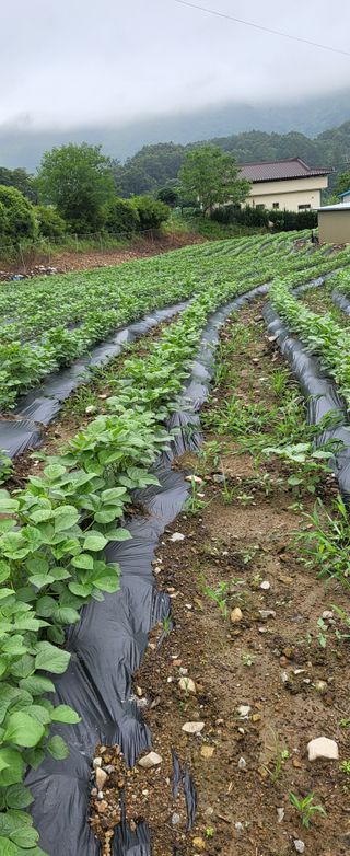 이오성님의 들깨 · 영농일지 작성글 사진