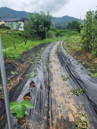 이영욱 님의 콩 · 영농일지 작성글 사진