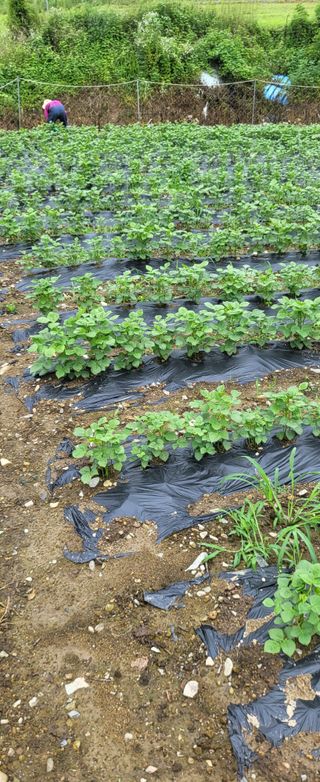 이오성님의 들깨 · 영농일지 작성글 사진