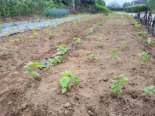 북극성짱님의 들깨 · 영농일지 작성글 사진