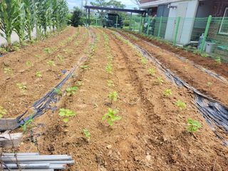 북극성짱님의 들깨 · 영농일지 작성글 사진