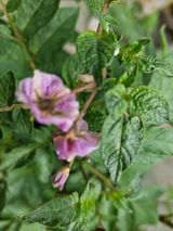 팜모닝 감자·영농일지 게시글 이미지