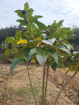 팜모닝 농사, 무엇이든 물어보세요!·참여글 게시글 이미지