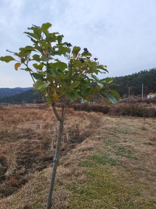 초보경영자님의 농사, 무엇이든 물어보세요! · 참여글 작성글 사진