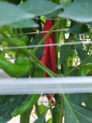 금은숙님의 고추 · 영농일지 작성글 사진