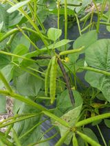 팜모닝 들깨·영농일지 게시글 이미지