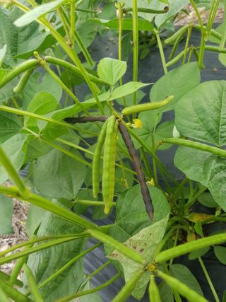 전병일님의 들깨 · 영농일지 작성글 사진