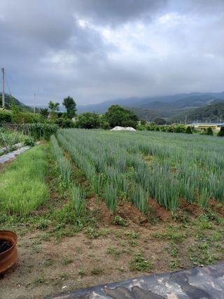 이규성님의 파 · 병해충상담 작성글 사진