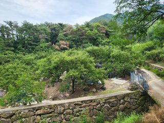 서보해님의 감 · 영농일지 작성글 사진