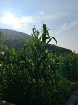 팜모닝 옥수수·영농일지 게시글 이미지