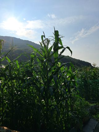 이학구님의 옥수수 · 영농일지 작성글 사진