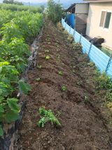 팜모닝 들깨·영농일지 게시글 이미지