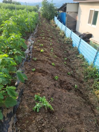 김동수님의 들깨 · 영농일지 작성글 사진