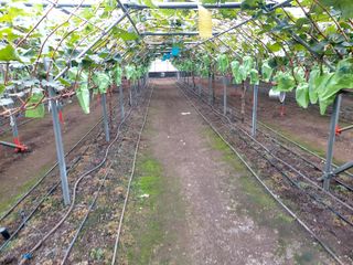 신호선님의 포도 · 영농일지 작성글 사진