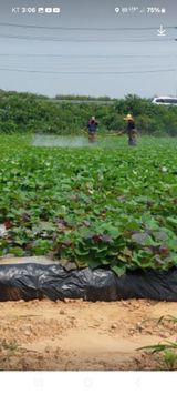 팜모닝 고구마·영농일지 게시글 이미지