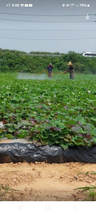 농촌이백억농원^^님의 고구마 · 영농일지 작성글 사진
