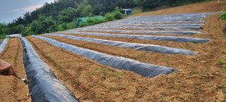 보민님의 들깨 · 영농일지 작성글 사진