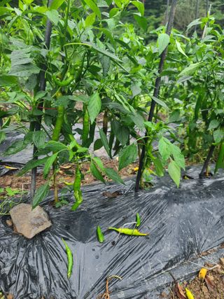 운림골님의 고추 · 영농일지 작성글 사진