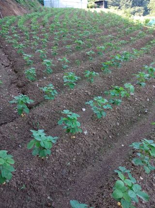 자연인님의 들깨 · 영농일지 작성글 사진