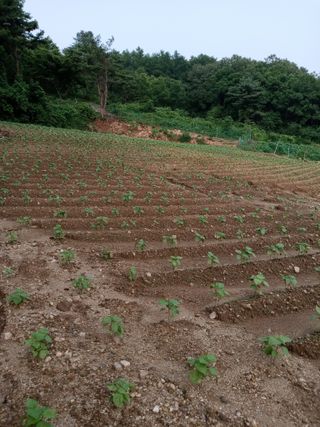 자연인님의 들깨 · 영농일지 작성글 사진