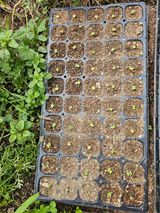 팜모닝 배추·영농일지 게시글 이미지