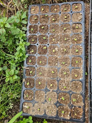 솔바람 님의 배추 · 영농일지 작성글 사진