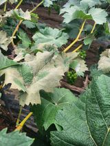 팜모닝 자유주제·자유게시판 게시글 이미지