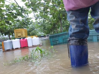백화산지킴이산야초님의 자유주제 · 자유게시판 작성글 사진