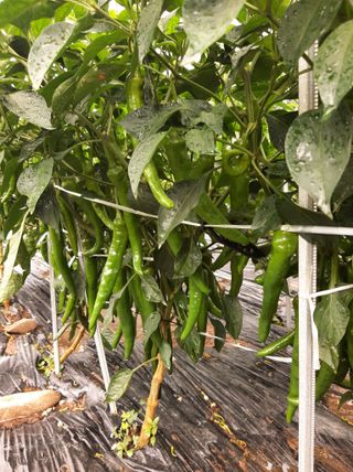 강물처럼님의 고추 · 영농일지 작성글 사진