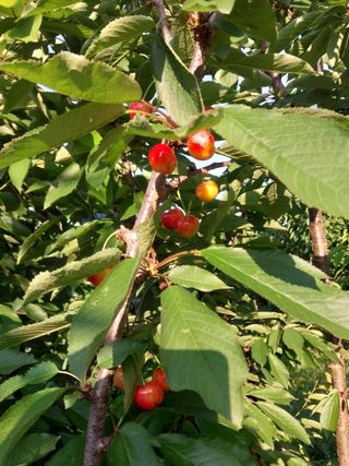 장준호님의 기타작물 · 영농일지 작성글 사진