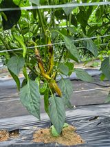 팜모닝 고추·병해충상담 게시글 이미지