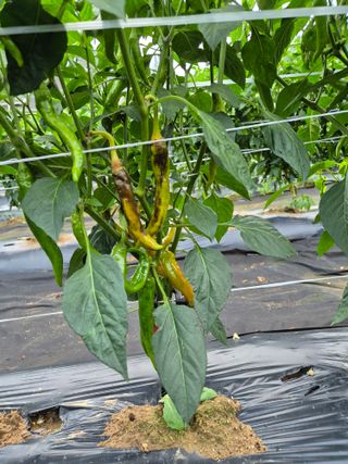 한백농장님의 고추 · 병해충상담 작성글 사진