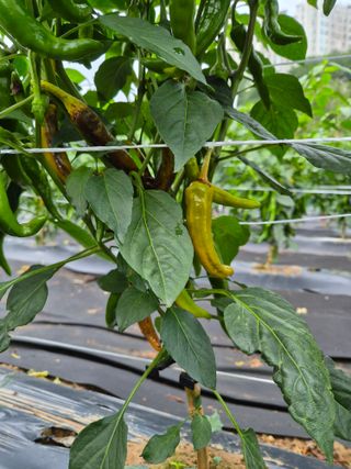 한백농장님의 고추 · 병해충상담 작성글 사진