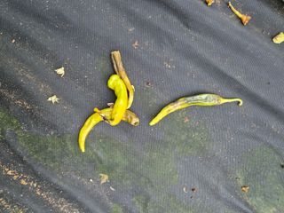 한백농장님의 고추 · 병해충상담 작성글 사진