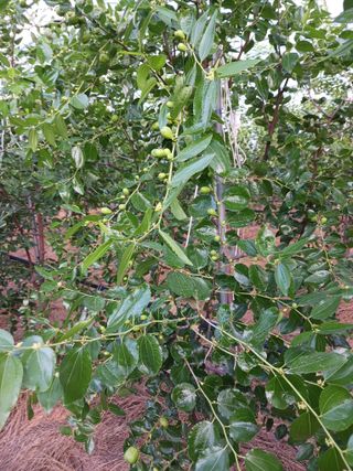 정원대추농원님의 기타작물 · 영농일지 작성글 사진