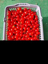 팜모닝 토마토·영농일지 게시글 이미지