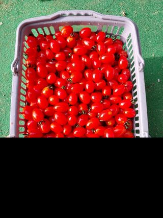 윤홍규님의 토마토 · 영농일지 작성글 사진