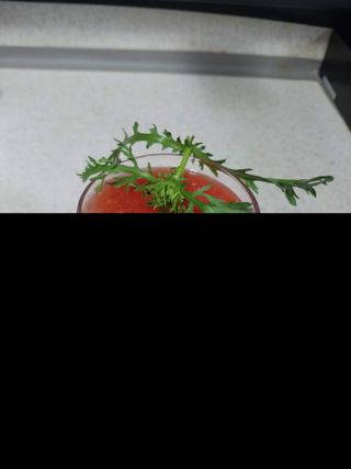 윤홍규님의 토마토 · 영농일지 작성글 사진