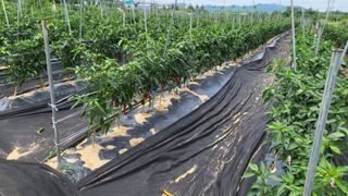 조미숙님의 고추 · 영농일지 작성글 사진