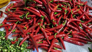 조미숙님의 고추 · 영농일지 작성글 사진