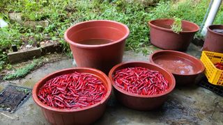 조미숙님의 고추 · 영농일지 작성글 사진