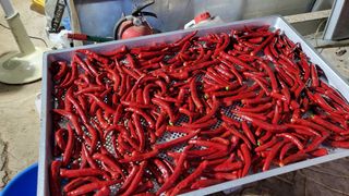 조미숙님의 고추 · 영농일지 작성글 사진