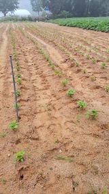 팜모닝 기타작물·영농일지 게시글 이미지