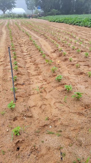 나유니님의 기타작물 · 영농일지 작성글 사진