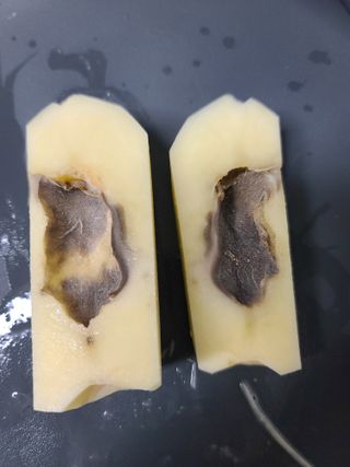 고추15534님의 농사, 무엇이든 물어보세요! · 참여글 작성글 사진