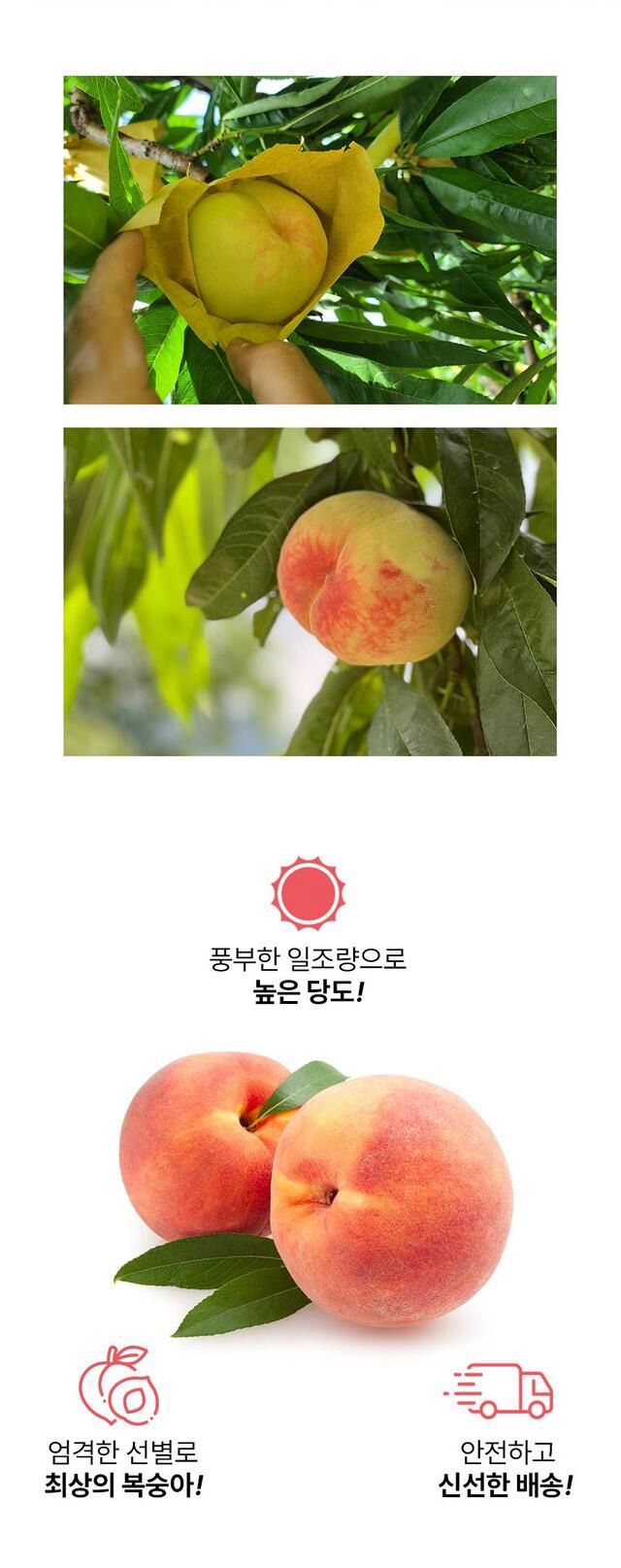 정유진님의 장터 판매 상품 [당찬 아삭 복숭아 9-11입 2kg 대 ] 첨부 사진