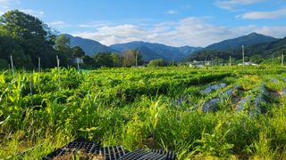 제니 박 상님의 콩 · 영농일지 작성글 사진