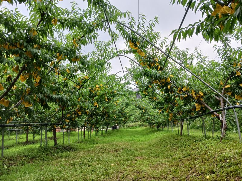 황덕순 님의 장터 판매 상품 [홍천대홍복숭아.특허품종] 첨부 사진